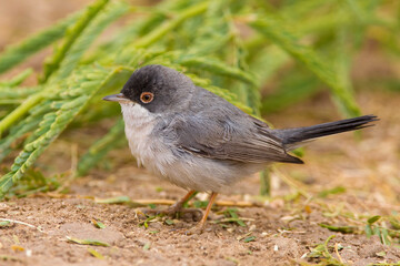 Ménétriés’ Zwartkop; Ménétries's Warbler; Sylvia mystacea