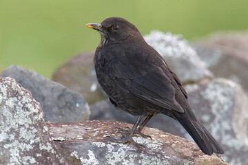 Merel; Blackbird; Turdus merula azorensis