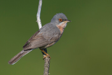 Moltoni’s Baardgrasmus, Moltoni's Warbler; Sylvia subalpina