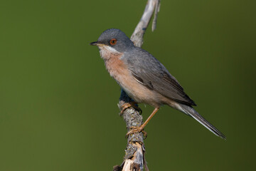 Moltoni’s Baardgrasmus, Moltoni's Warbler; Sylvia subalpina