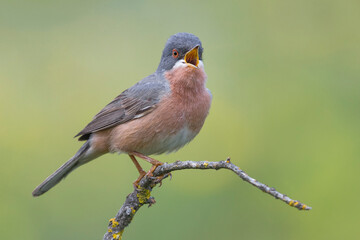 Moltoni’s Baardgrasmus, Moltoni's Warbler; Sylvia subalpina