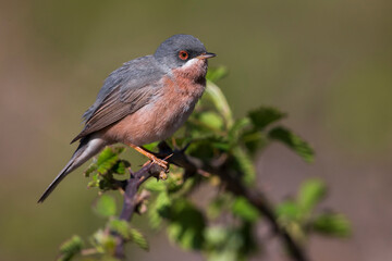 Moltoni’s Baardgrasmus, Moltoni's Warbler; Sylvia subalpina