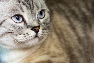 Scottish kitten. Beautiful cat.