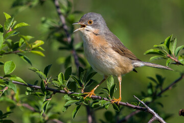 Moltoni’s Baardgrasmus, Moltoni's Warbler; Sylvia subalpina
