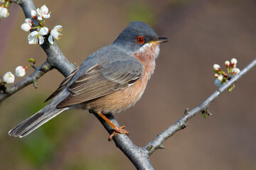 Moltoni’s Baardgrasmus, Moltoni's Warbler; Sylvia subalpina