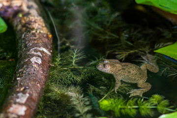 Gelbbauchunke (Bombina variegata)