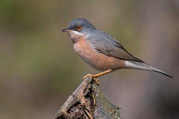 Moltoni’s Baardgrasmus, Moltoni's Warbler; Sylvia subalpina