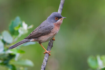 Moltoni’s Baardgrasmus, Moltoni's Warbler; Sylvia subalpina