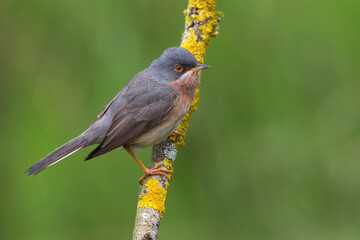 Moltoni’s Baardgrasmus, Moltoni's Warbler; Sylvia subalpina