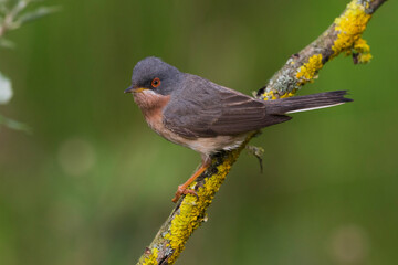 Moltoni’s Baardgrasmus, Moltoni's Warbler; Sylvia subalpina