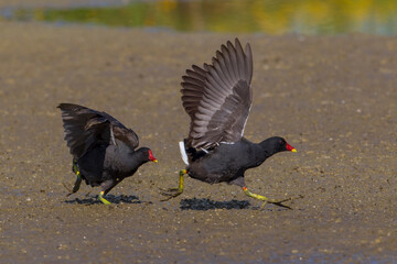 Waterhoen, Common Moorhen; Gallinula chloropus