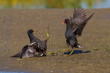 Waterhoen, Common Moorhen; Gallinula chloropus
