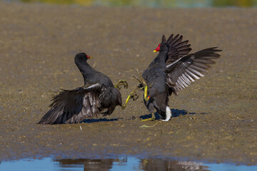 Waterhoen, Common Moorhen; Gallinula chloropus