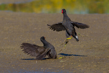 Waterhoen, Common Moorhen; Gallinula chloropus