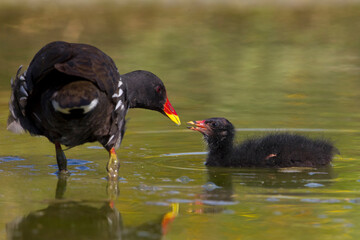 Waterhoen, Common Moorhen; Gallinula chloropus