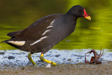 Waterhoen, Common Moorhen; Gallinula chloropus