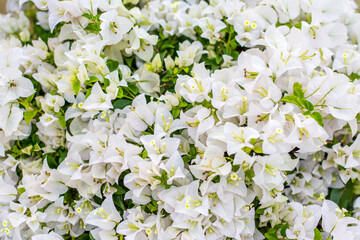 White bougainvillea  bonsai tree flower festival in Shenzhen, China.  Bougainvillea also known as great bougainvillea, a species of flowering plant. Native to Brazil, Bolivia, Peru, and Argentina.