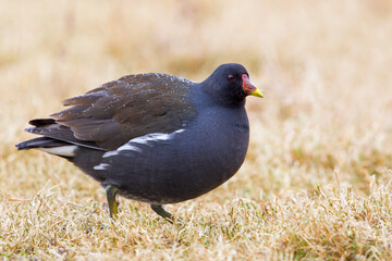 Waterhoen, Common Moorhen; Gallinula chloropus