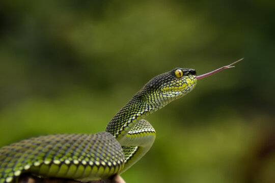 snake in the grass