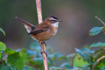 Zwartkoprietzanger, Moustached Warbler, Acrocephalus melanopogon