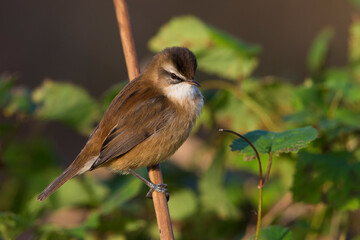 Zwartkoprietzanger, Moustached Warbler, Acrocephalus melanopogon