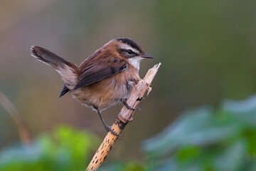 Zwartkoprietzanger, Moustached Warbler, Acrocephalus melanopogon