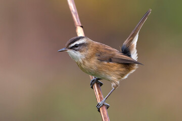 Zwartkoprietzanger, Moustached Warbler, Acrocephalus melanopogon © AGAMI