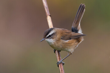 Zwartkoprietzanger, Moustached Warbler, Acrocephalus melanopogon