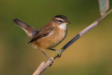 Zwartkoprietzanger, Moustached Warbler, Acrocephalus melanopogon