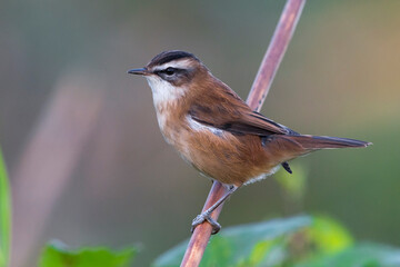 Obraz premium Zwartkoprietzanger, Moustached Warbler, Acrocephalus melanopogon