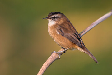 Zwartkoprietzanger, Moustached Warbler, Acrocephalus melanopogon
