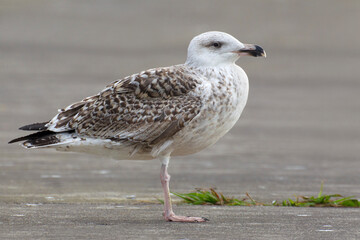 Grote Mantelmeeuw; Great Black-backed Gull; Larus marinus