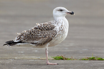 Grote Mantelmeeuw; Great Black-backed Gull; Larus marinus
