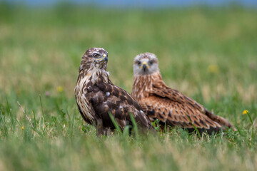 Rotmilan (Milvus milvus) und Mäusebussard (Buteo buteo)