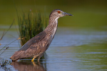 Kwak; Black-crowned Night Heron; Nycticorax nycticorax