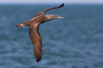Jan-van-Gent; Northern Gannet; Sula bassana; Morus bassanus