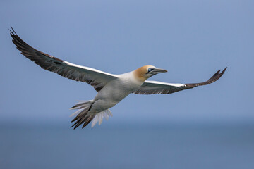 Jan van Gent; Northern Gannet; Morus bassanus