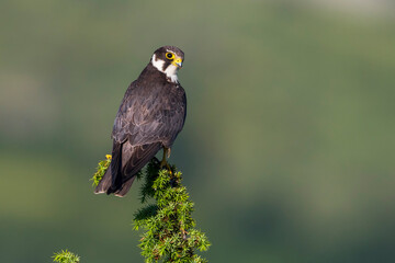 Boomvalk; Northern Hobby; Falco subbuteo