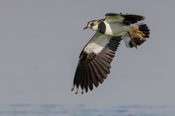 Kievit, Northern Lapwing; Vanellus vanellus