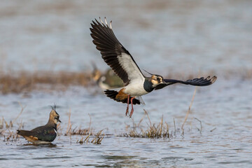 Kievit; Northern Lapwing; Vanellus vanellus
