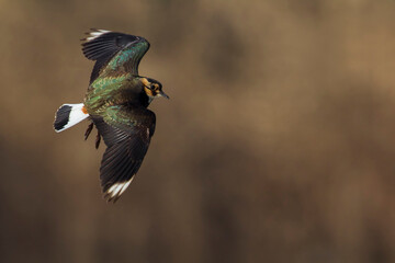 Kievit, Northern Lapwing; Vanellus vanellus