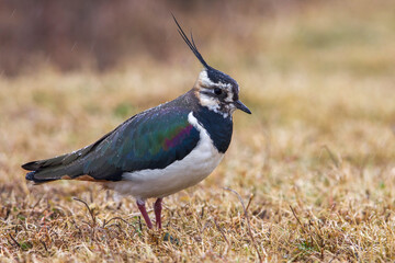Kievit, Northern Lapwing; Vanellus vanellus