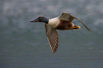 Slobeend; Northern Shoveler; Anas clypeata