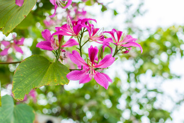 Pink Bauhinia flower blooming, commonly called the Hong Kong Orchid Tree.