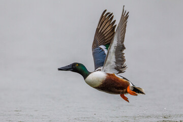 Slobeend; Northern Shoveler; Anas clypeata