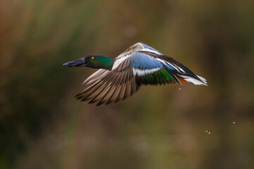 Slobeend; Northern Shoveler; Anas clypeata