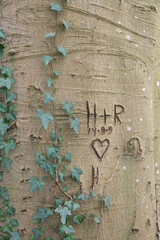 A heart, inititals and a date carved in the bark of a Beech tree, overgrown with Ivy