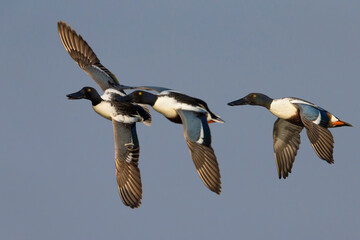 Slobeend; Northern Shoveler; Anas clypeata