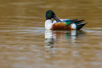 Obraz premium Slobeend; Northern Shoveler; Anas clypeata