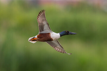 Obraz premium Slobeend; Northern Shoveler; Anas clypeata